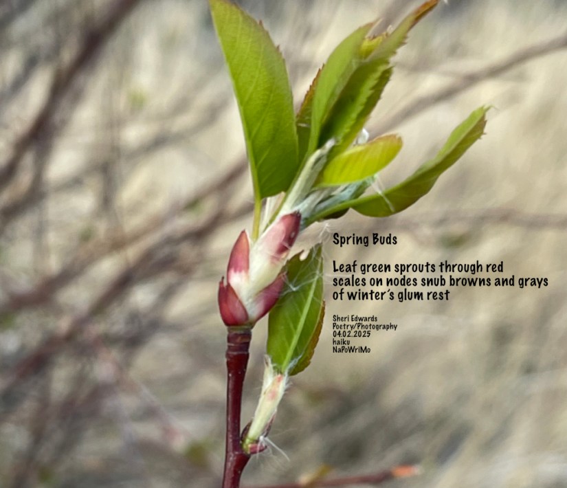 spring buds and poem by Sheri42