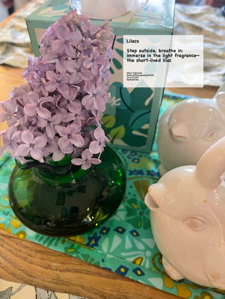 lilacs outside the back door, brought in to enjoy their grace and fragrance; poem: Lilacs Step outside, breathe in: immerse in the light fragrance— the short-lived lilac Sheri Edwards Poetry/Photography/Haiku 04.27.2025 NaPoWriMo