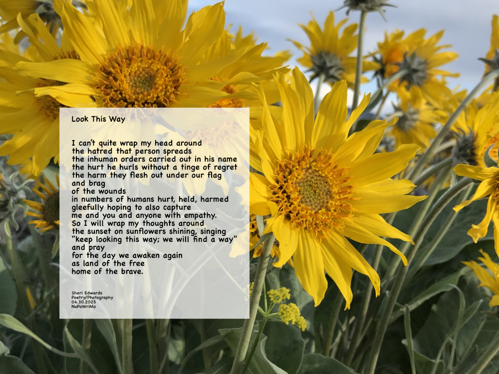 sunflowers: arrowleaf balsamroot at sunset; and poem: Look This Way I can’t quite wrap my head around the hatred that person spreads the inhuman orders carried out in his name the hurt he hurls without a tinge of regret the harm they flesh out under our flag and brag of the wounds in numbers of humans hurt, held, harmed gleefully hoping to also capture me and you and anyone with empathy. So I will wrap my thoughts around the sunset on sunflowers shining, singing “keep looking this way; we will find a way” and pray for the day we awaken again as land of the free home of the brave. Sheri Edwards Poetry/Photography 04.30.2025 NaPoWriMo