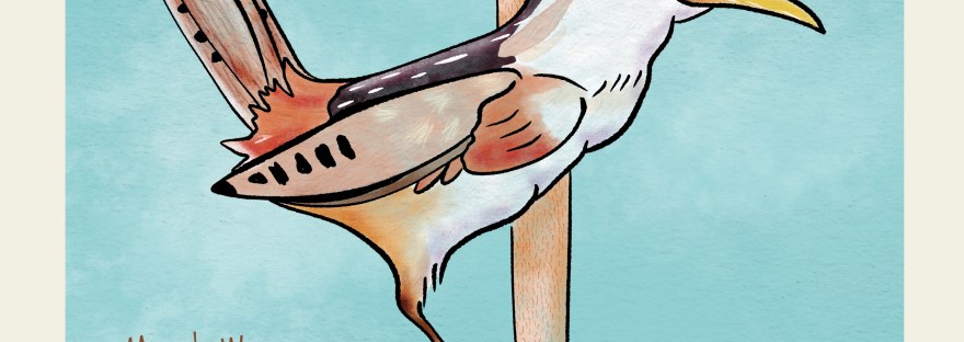 Marsh Wren Watercolor; the bird lives around Banks Lake