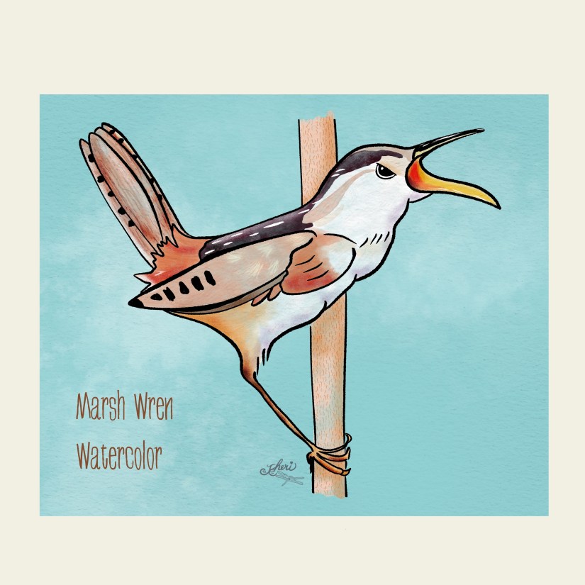 Marsh Wren Watercolor; the bird lives around Banks Lake