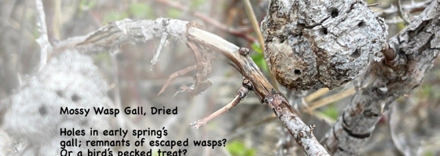wild rose bush in April with mossy wasp gall and poem: Mossy Wasp Gall, Dried Holes in early spring’s gall; remnants of escaped wasps? Or a bird’s pecked treat? Sheri Edwards Poetry/Photography/Haiku 04.11.2025 NaPoWriMo