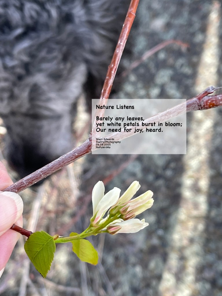 early spring and the service berry are beginning to blossom already