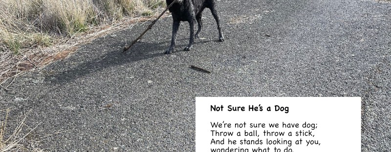 Golden-doodle with mullein stalk; and his poem: Not Sure He’s a Dog We’re not sure we have dog; Throw a ball, throw a stick, And he stands looking at you, wondering what to do. But hold out a stick And he’ll gladly grab it— gingerly grasping it with his snout And running, proudly, shaking it about. Sheri Edwards Poetry/Photography 04.13.2025 NaPoWriMo