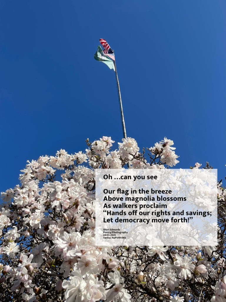 American and Washington State flag fly above magnolia tree with poem by Sheri42 Oh …can you see Our flag in the breeze Above magnolia blossoms As walkers proclaim “Hands off our rights and savings; Let democracy move forth!” Sheri Edwards Poetry/Photography 04.05.2025 Tanka/ NaPoWriMo