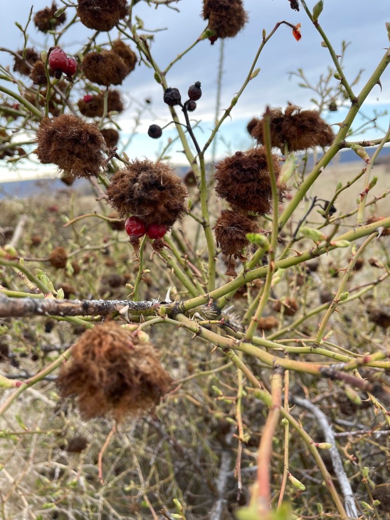 In Spring, old mossy wasp gall on rose bush