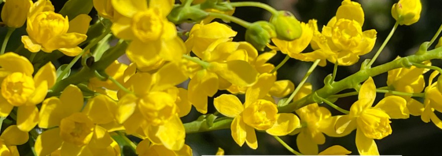 yellow flower clusters of holly-like leaved Oregon Grape and poem: Oregon Grape Evergreen, its spring yellow flowers soon feature as birds’ berry feast Sheri Edwards Poetry/Photography/Haiku 04.19.2025 NaPoWriMo
