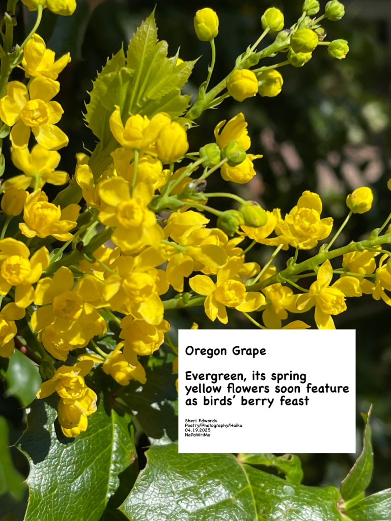 yellow flower clusters of holly-like leaved Oregon Grape and poem: Oregon Grape Evergreen, its spring yellow flowers soon feature as birds’ berry feast Sheri Edwards Poetry/Photography/Haiku 04.19.2025 NaPoWriMo