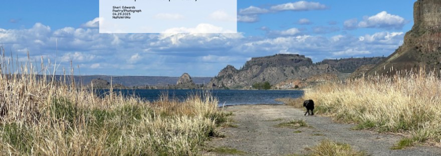 quiet lullaby by the lake and cattails; with poem Quiet Lullaby A breeze flows across the lake beneath a blue sky peppered in growing clouds; the dog pauses to capture the scent flowing through the dry, rustling cattails; the blackbirds and wrens hide silently away as the sun’s warmth soothes me into a nap in nature’s quiet lullaby. Sheri Edwards Poetry/Photograph 04.29.2025 NaPoWriMo