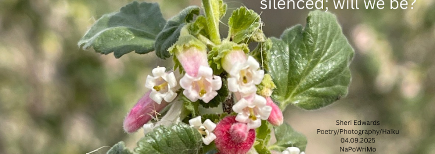 Ribes cereum, is a type of currant native to western North America with poem: tiny pink petals delicate clusters of bells silenced; will we be? Sheri Edwards