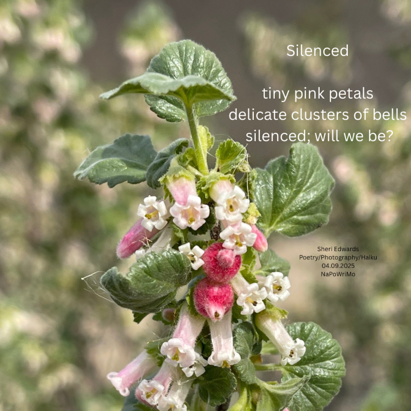 Ribes cereum, is a type of currant native to western North America with poem: tiny pink petals delicate clusters of bells silenced; will we be? Sheri Edwards