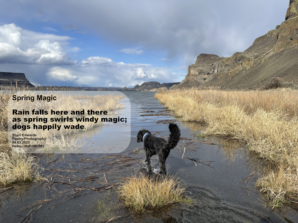 spring storms and blue sky by the lake as dog wades: Spring Magic Rain falls here and there as spring swirls windy magic; dogs happily wade. Sheri Edwards Poetry/Photography 04.03.2025 haiku / NaPoWriMo