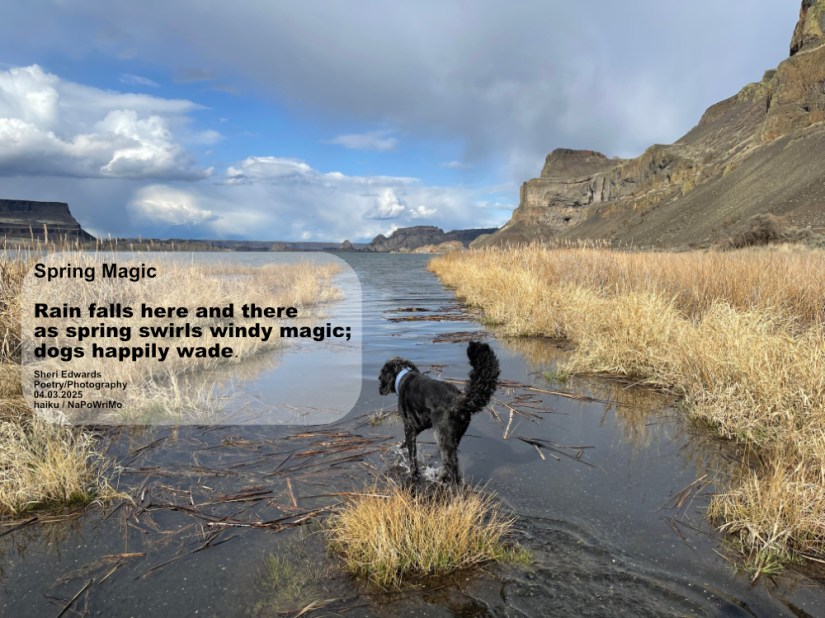 spring storms and blue sky by the lake as dog wades: Spring Magic Rain falls here and there as spring swirls windy magic; dogs happily wade. Sheri Edwards Poetry/Photography 04.03.2025 haiku / NaPoWriMo