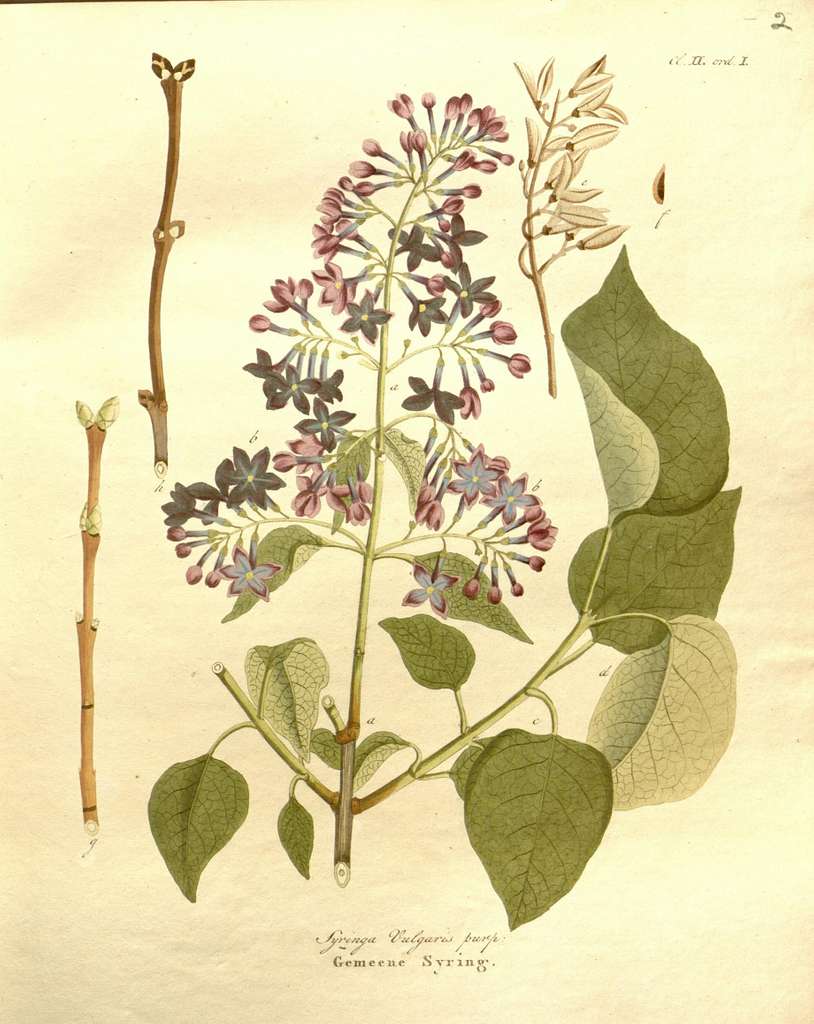 Spokane's Syringa Vulgaris Lilac -- public domain; source https://cdn2.picryl.com/photo/1802/12/31/afbeeldingen-der-fraaiste-meest-uitheemsche-boomen-en-heesters-plate-2-7899754944-99aa86-1024.jpg