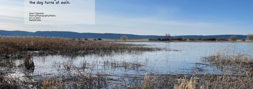 Banks Lake looks quiet, but lots are hidden but heard; with poem-- Our Country Torn, Still In the bulrush, a flutter of wings, a splash warns, the dog turns at each Sheri Edwards Poetry/Photography/Haiku 04.14.2025 NaPoWriMo