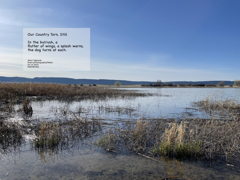 Banks Lake looks quiet, but lots are hidden but heard; with poem-- Our Country Torn, Still In the bulrush, a flutter of wings, a splash warns, the dog turns at each Sheri Edwards Poetry/Photography/Haiku 04.14.2025 NaPoWriMo