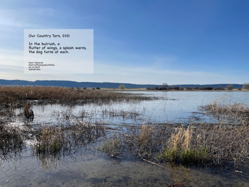 Banks Lake looks quiet, but lots are hidden but heard; with poem-- Our Country Torn, Still In the bulrush, a flutter of wings, a splash warns, the dog turns at each Sheri Edwards Poetry/Photography/Haiku 04.14.2025 NaPoWriMo