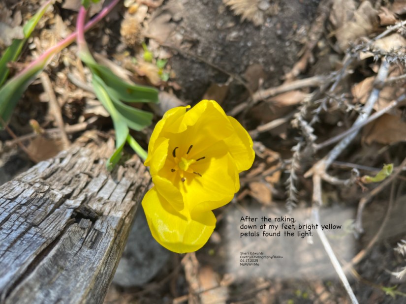 yellow tulip found uncovered of leaves; with poem After the raking, down at my feet, bright yellow petals found the light. Sheri Edwards Poetry/Photography/Haiku 04.17.2025 NaPoWriMo