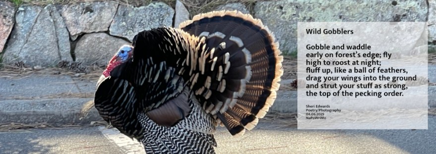 wild turkey struts on the edge of town with poem by Sheri42 Wild Gobblers Gobble and waddle early on forest’s edge; fly high to roost at night; fluff up, like a ball of feathers, drag your wings into the ground and strut your stuff as strong, the top of the pecking order. Sheri Edwards Poetry/Photography 04.06.2025 NaPoWriMo