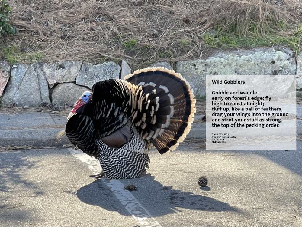 wild turkey struts on the edge of town with poem by Sheri42 Wild Gobblers Gobble and waddle early on forest’s edge; fly high to roost at night; fluff up, like a ball of feathers, drag your wings into the ground and strut your stuff as strong, the top of the pecking order. Sheri Edwards Poetry/Photography 04.06.2025 NaPoWriMo