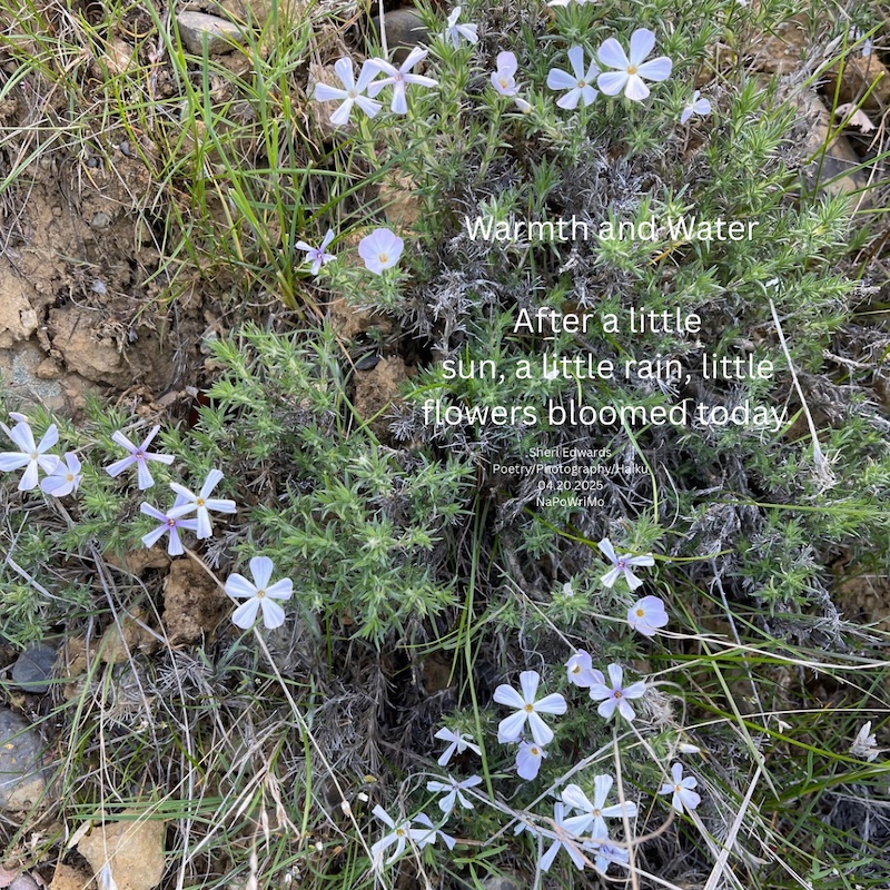 Mostly wild phlox near Crescent Bay Lake and the poem: Warmth and Water After a little sun, a little rain, little flowers bloomed today. Sheri Edwards Poetry/Photography/Haiku 04.20.2025 NaPoWriMo