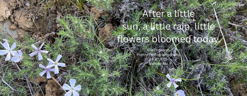 Mostly wild phlox near Crescent Bay Lake and the poem: Warmth and Water After a little sun, a little rain, little flowers bloomed today. Sheri Edwards Poetry/Photography/Haiku 04.20.2025 NaPoWriMo