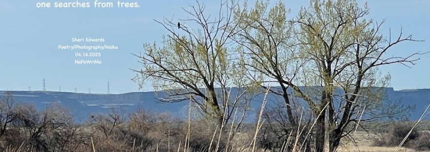 The trees at the edge of Banks Lake; one large bird waits and searches for prey. Poem: Which is it? Ravens, hawks, eagles, vultures hunt along the lake; one searches from trees. Sheri Edwards Poetry/Photography/Haiku 04.16.2025 NaPoWriMo