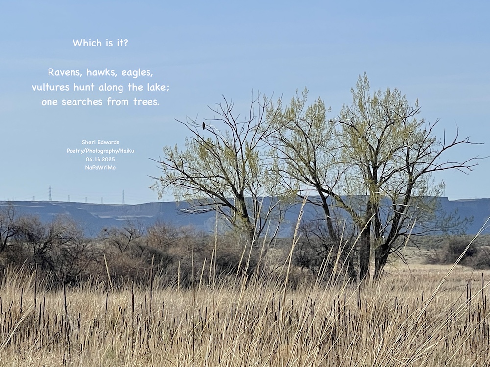 The trees at the edge of Banks Lake; one large bird waits and searches for prey. Poem: Which is it? Ravens, hawks, eagles, vultures hunt along the lake; one searches from trees. Sheri Edwards Poetry/Photography/Haiku 04.16.2025 NaPoWriMo
