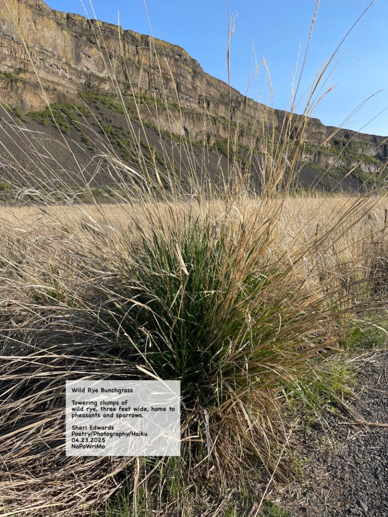 Near Banks Lake, six foot tall wild rye bunchgrass; and poem: Wild Rye Bunchgrass Towering clumps of wild rye, three feet wide, home to pheasants and sparrows. Sheri Edwards Poetry/Photography 04.23.2025 NaPoWriMo