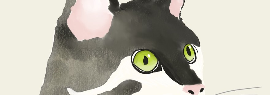 Day 91 Black/White cat searching for that spider by Sheri42