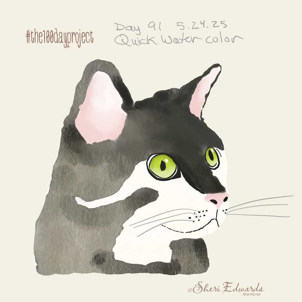 Day 91 Black/White cat searching for that spider by Sheri42