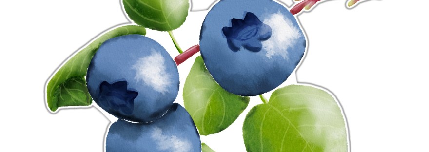 blueberries on vine sticker by Sheri42