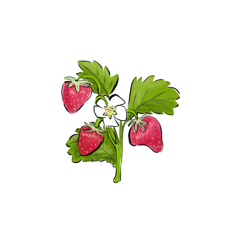 strawberry floral, leaves, berries by Sheri42