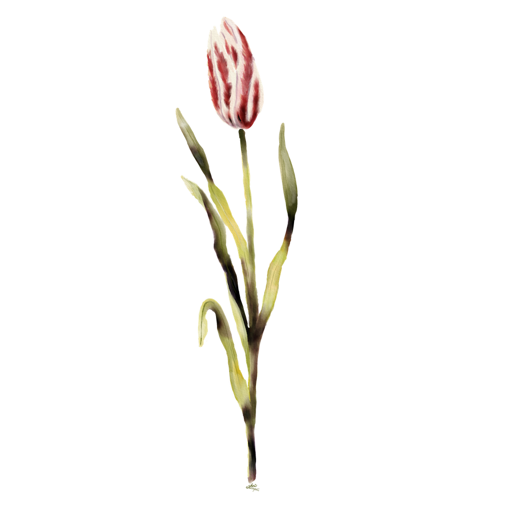 tulip sticker by Sheri42