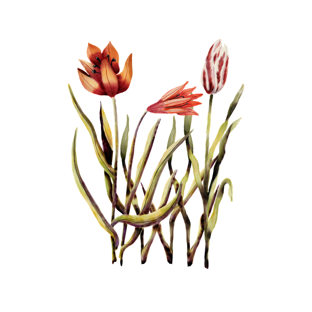 tulips in watercolor by Sheri42