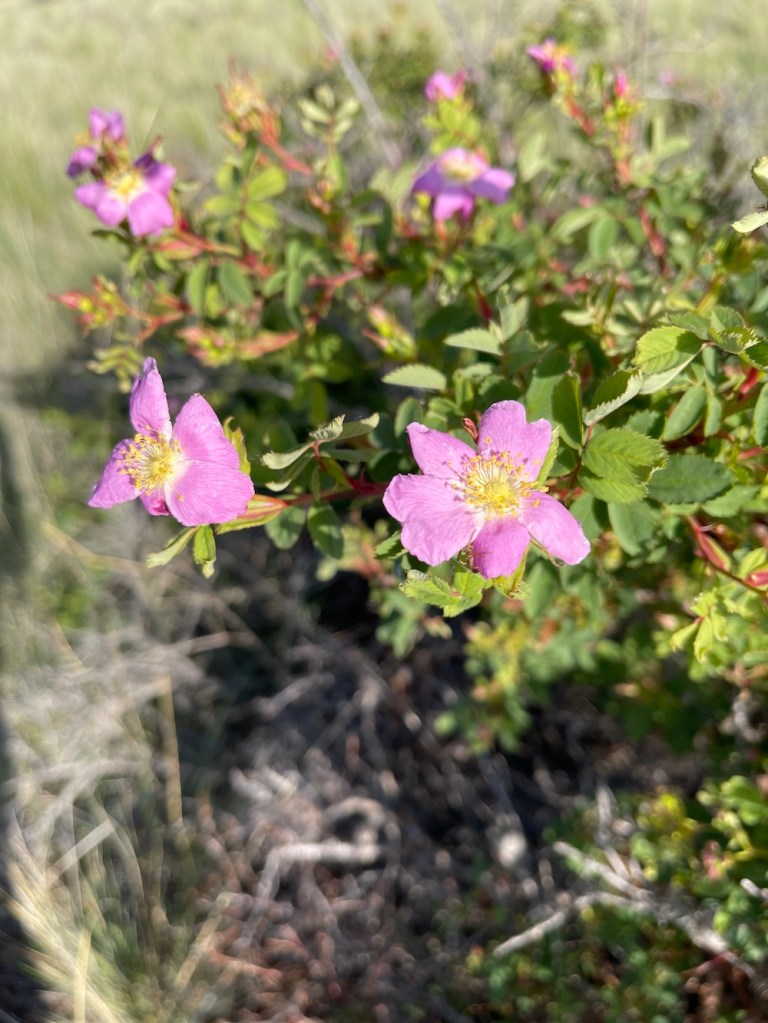wild rose by Banks Lake by Sheri42