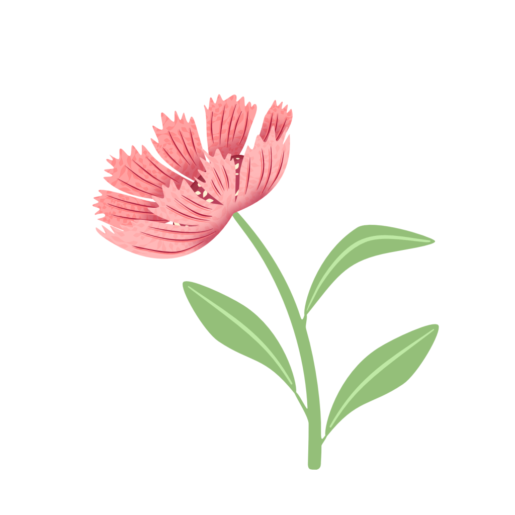 flower with rosette texture on petals; Sheri42