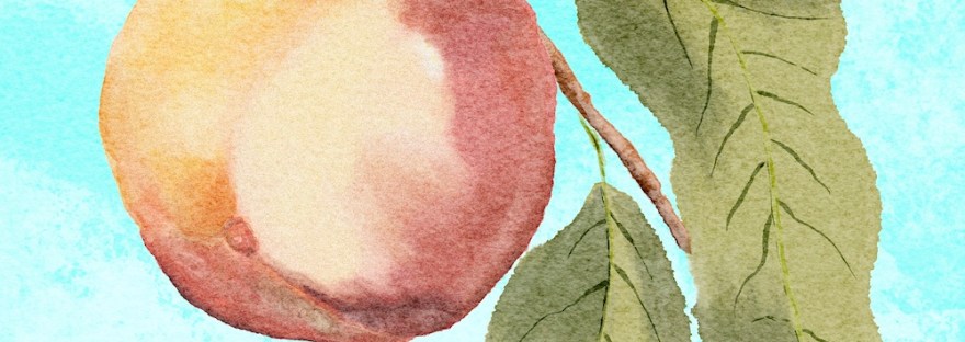 watercolor peach on a branch by Sheri42