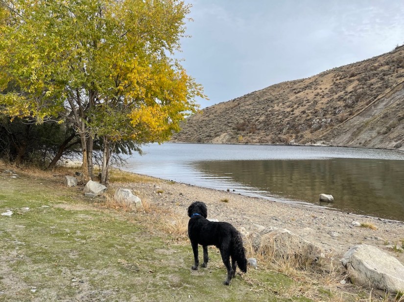 even the dog meditates at Crescent Bay on Columbia River