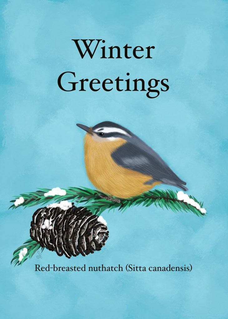 "Winter Greetings" painting of "red-breasted nuthatch [Sitta canadensis] on pine branch with pinecone by Sheri42