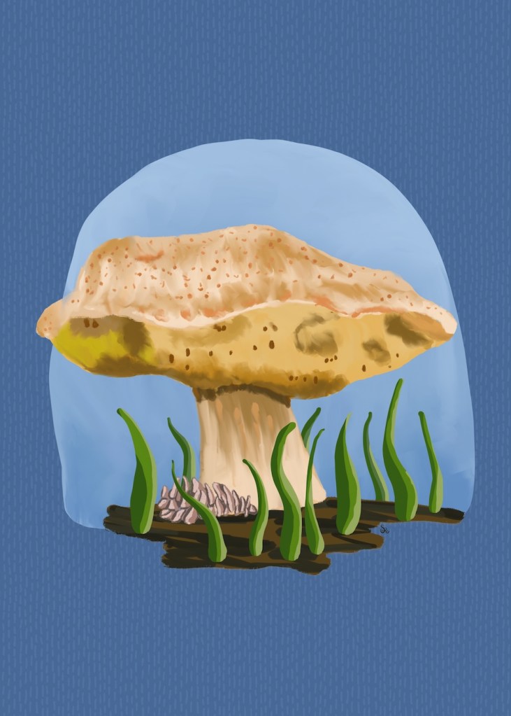 another yard mushroom and pinecone by Sheri 42