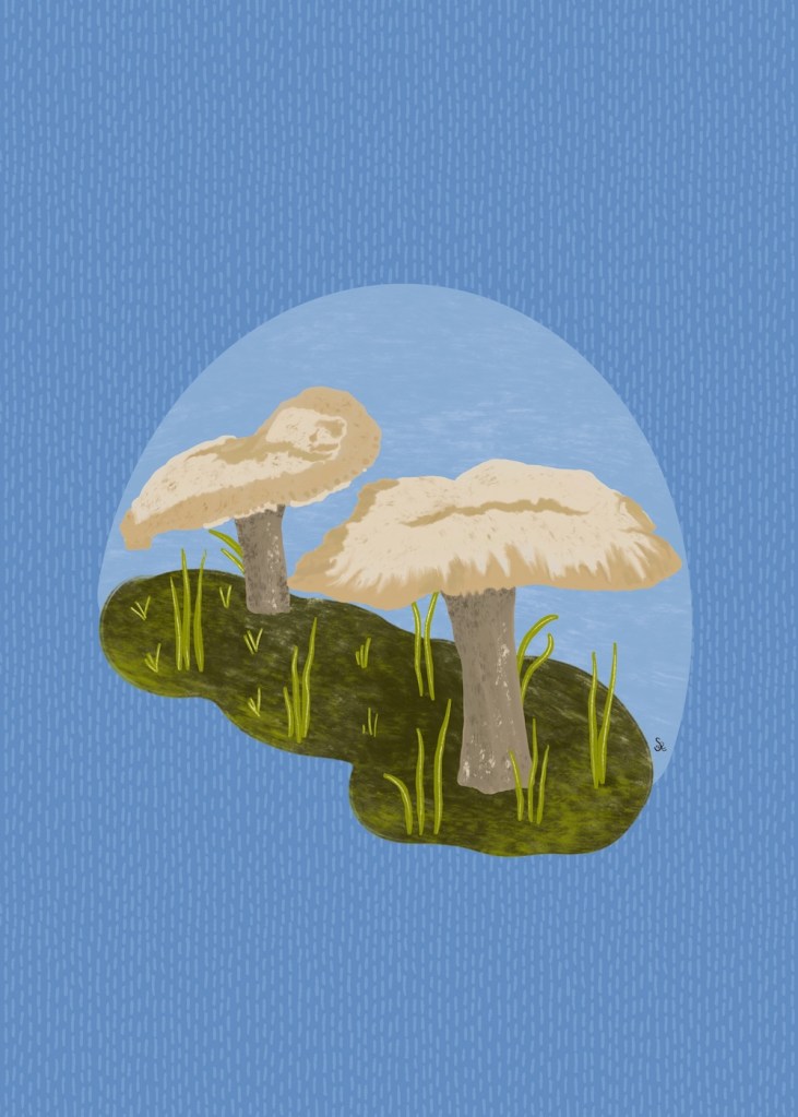 Yard mushrooms by Sheri 42