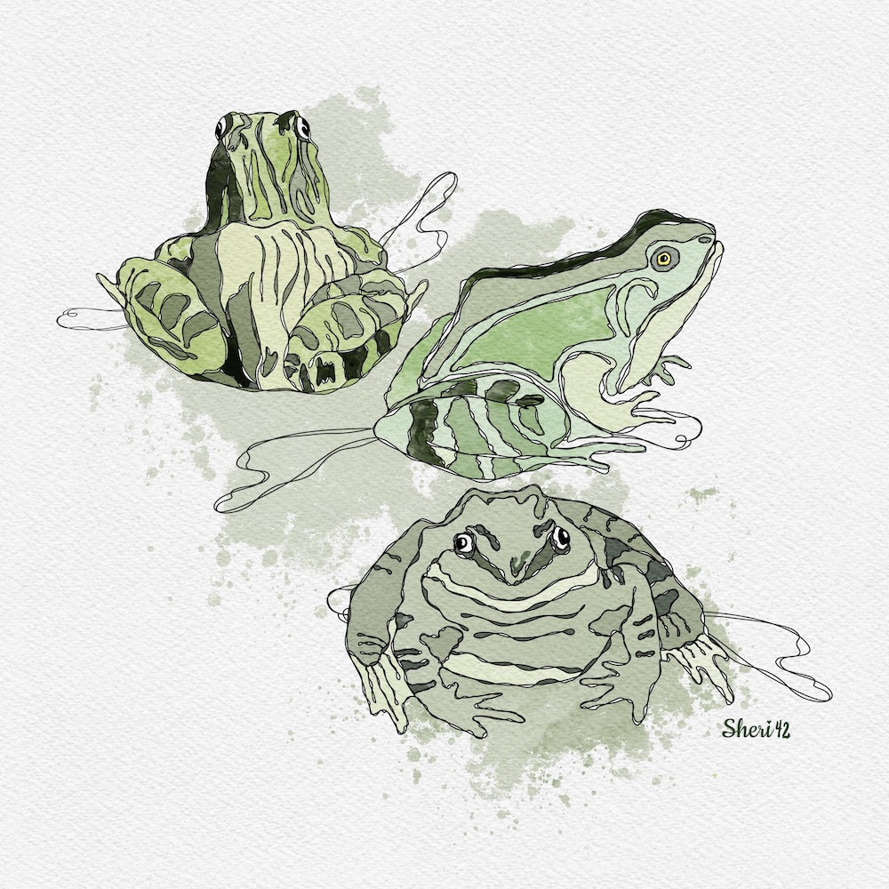 Three Frogs by Sheri 42