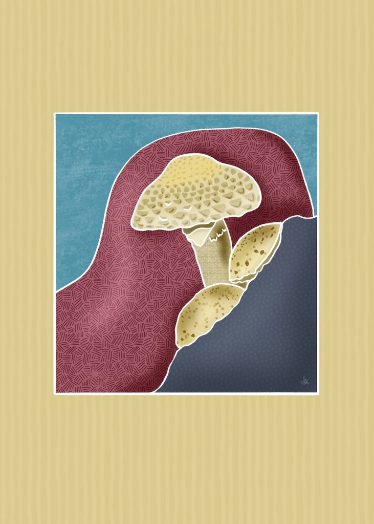 Mushrooms on Rocks by Sheri 42