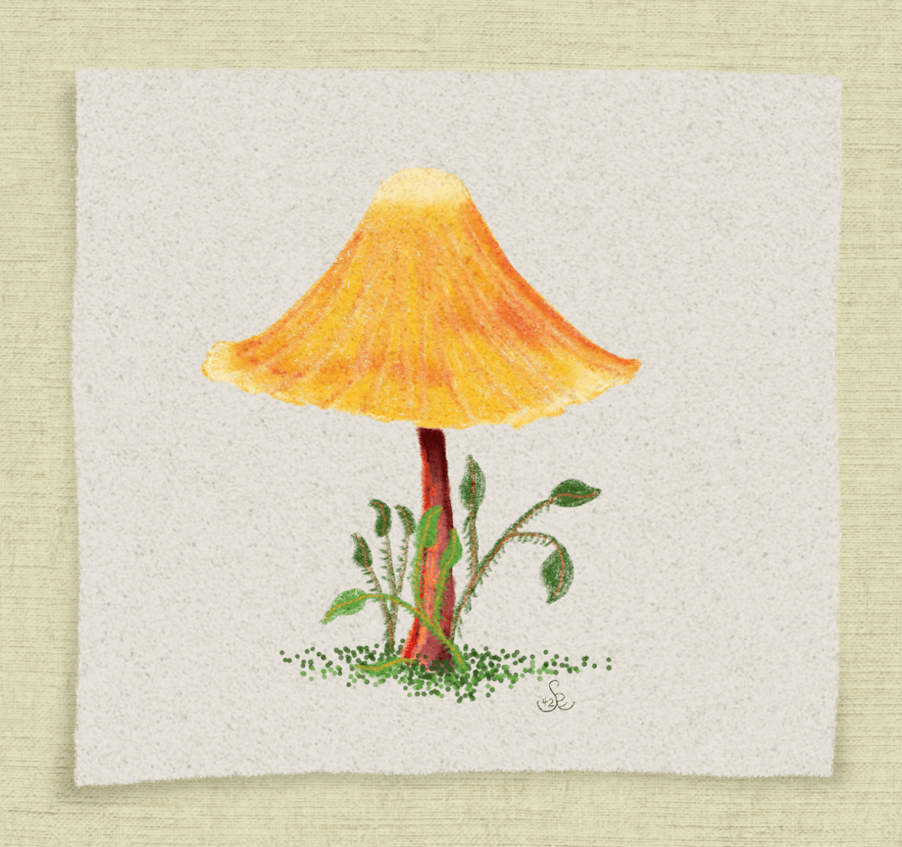 Parasol mushroom by Sheri 42