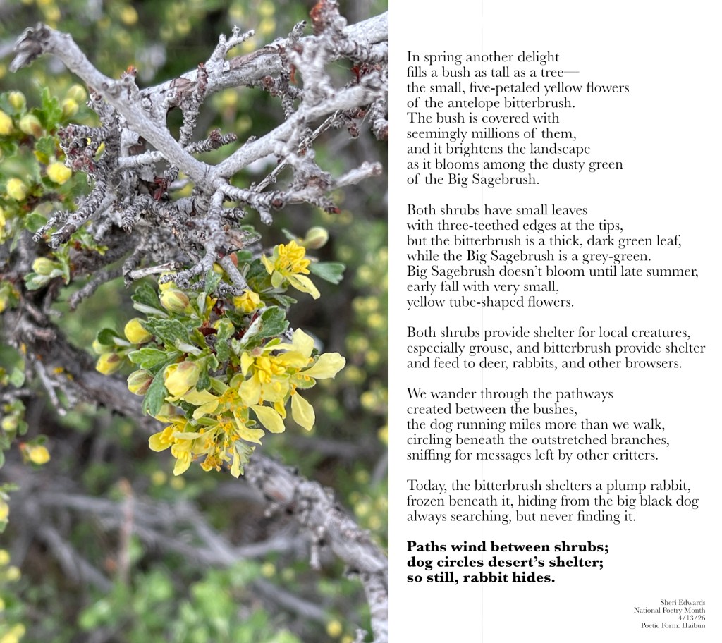 antelope bitterbrush and poem from the blog post; photography and poetry by Sheri Edwards