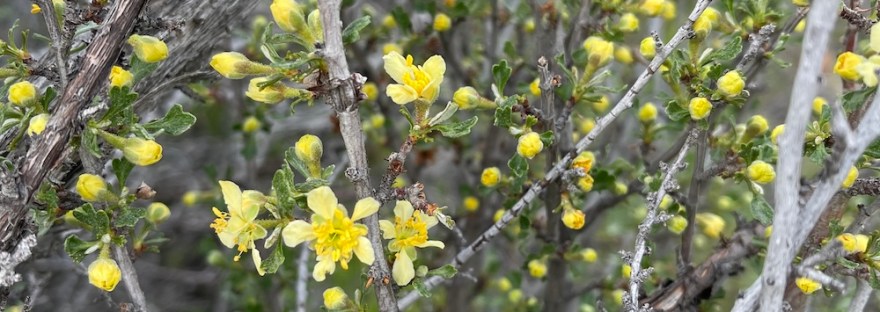 Flowering antelope bitterbrush of eastern Washington State in April, 2026