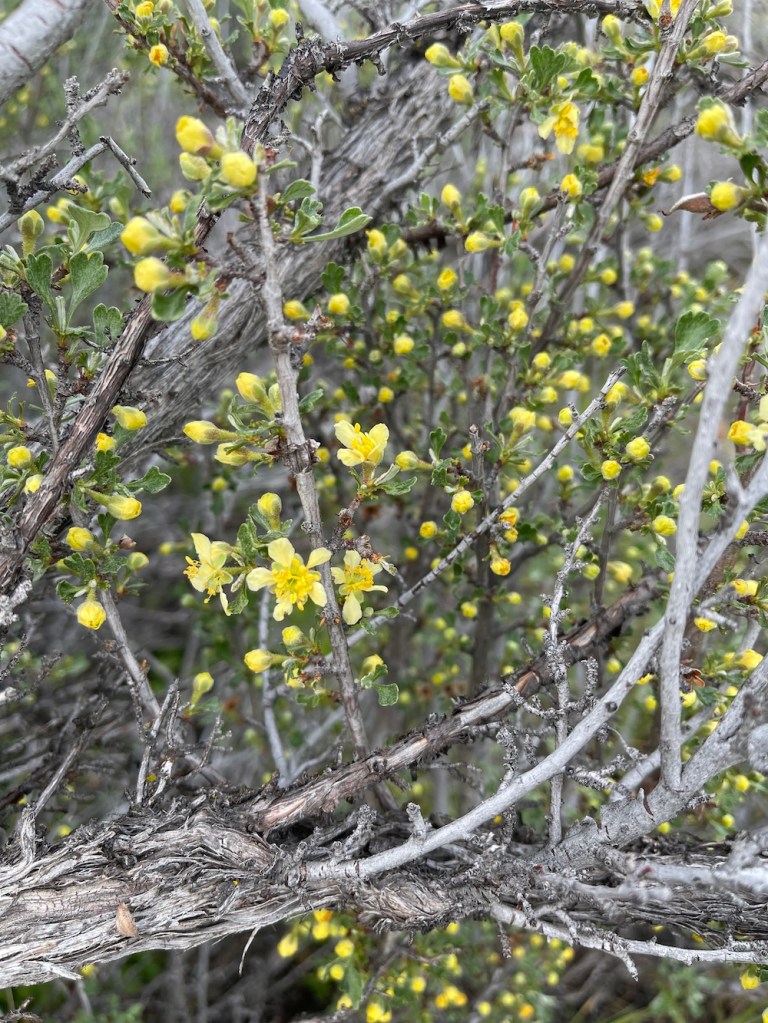 Flowering antelope bitterbrush of eastern Washington State in April, 2026