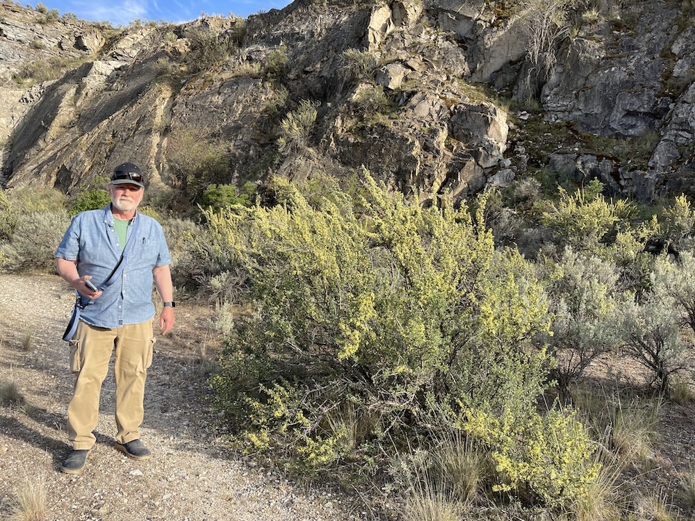 Scott by the tall antelope bitterbrush with yellow buds and Big Sagebrush around it.