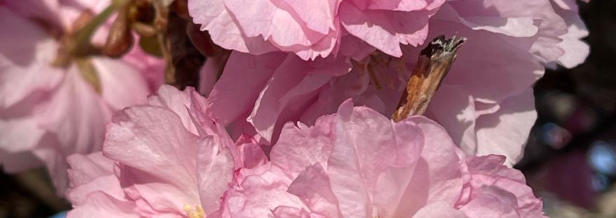Kwanzan Cherry Tree blossoms photo by Sheri Edwards